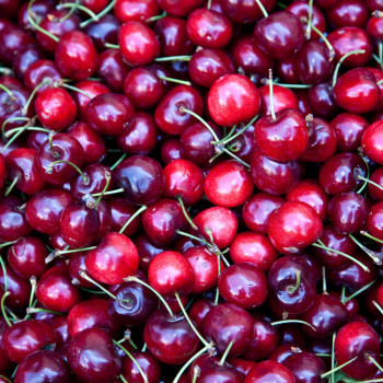 Fundão Cherries Fundão Cherries