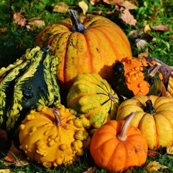 Golegã Gourds Golegã Gourds