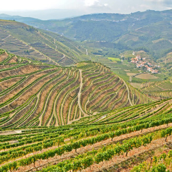 Dão Vineyards Tours Dão Vineyards Tours