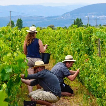 Grape Harvest  Grape Harvest